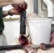 The juicy stuff - fish guts, brains ...