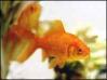 Site Search Fish have brains too