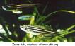 ... DISRUPT SEX GENES IN FISH BRAINS